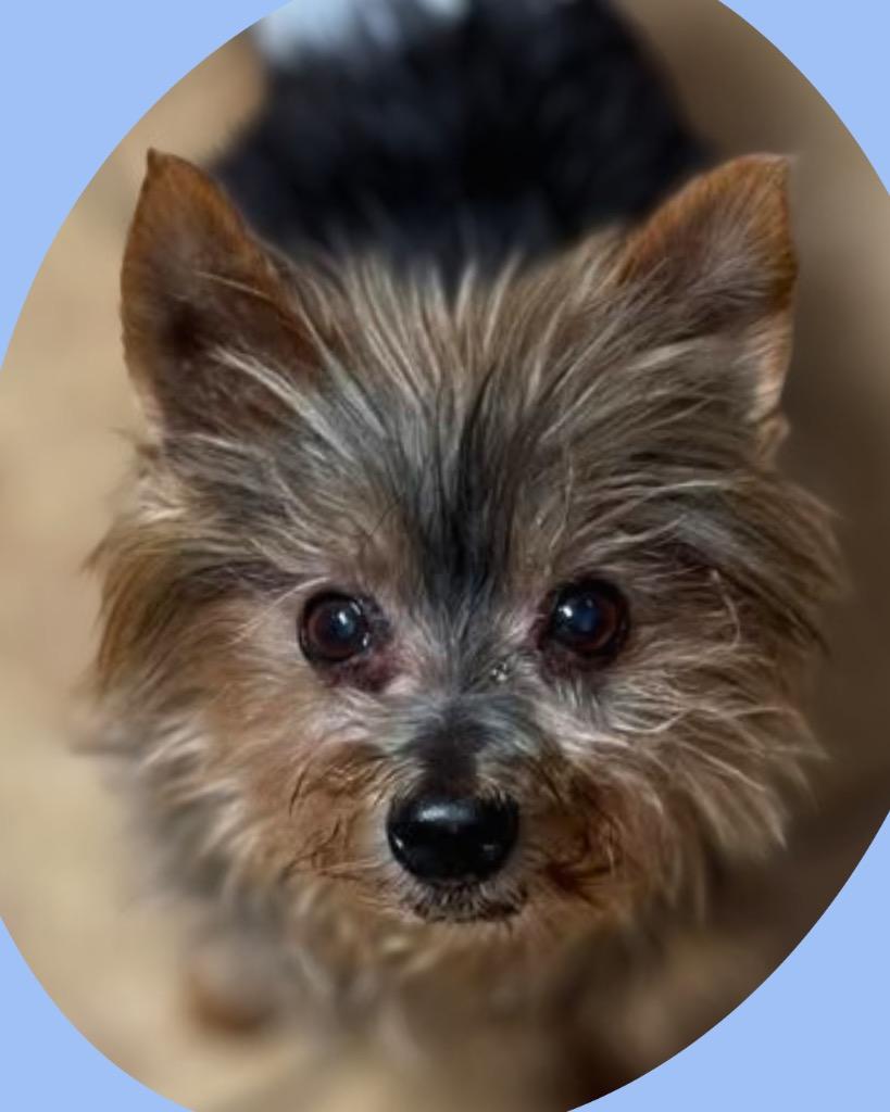 Enlarge Tabie, a Adoptable Yorkshire Terrier in Bryan, TX image 2/6