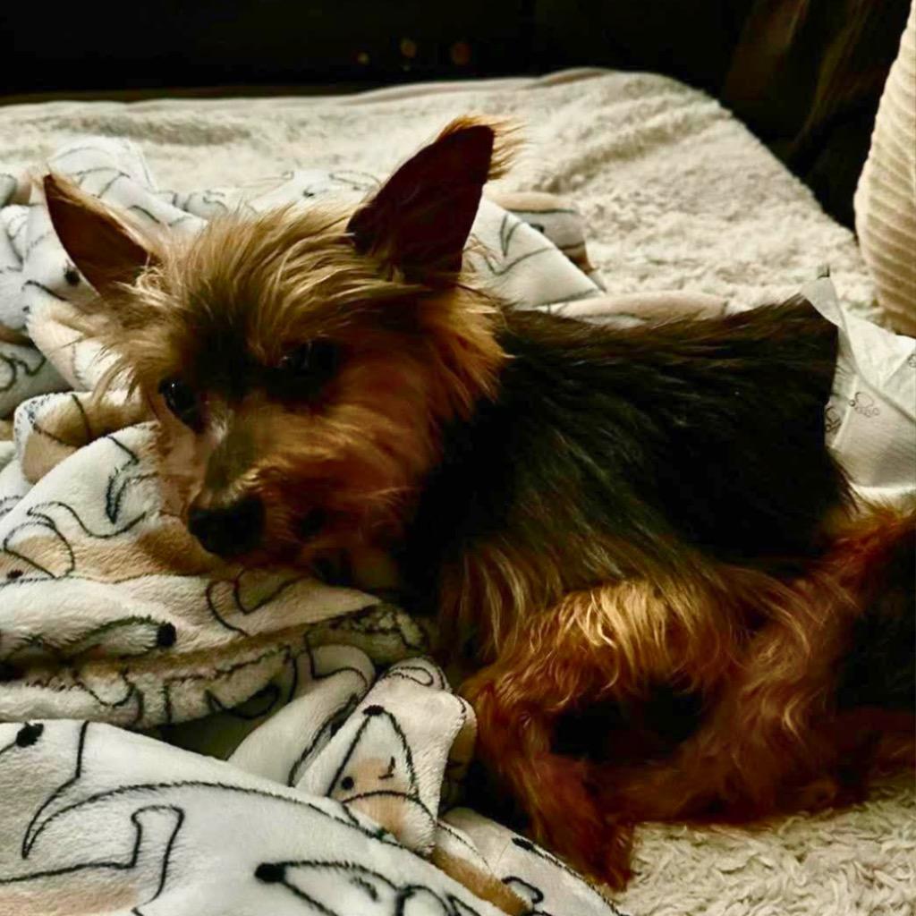 Enlarge Tabie, a Adoptable Yorkshire Terrier in Bryan, TX image 3/6