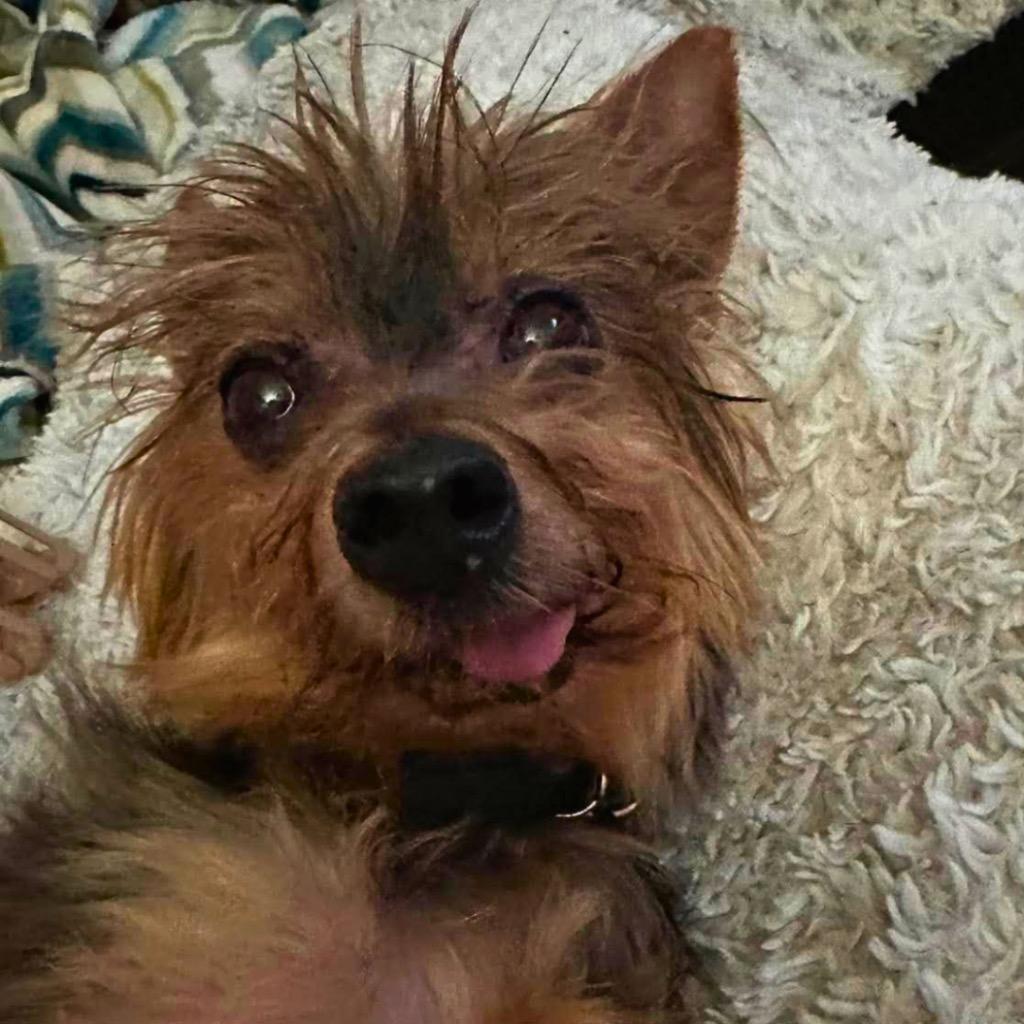 Enlarge Tabie, a Adoptable Yorkshire Terrier in Bryan, TX image 4/6