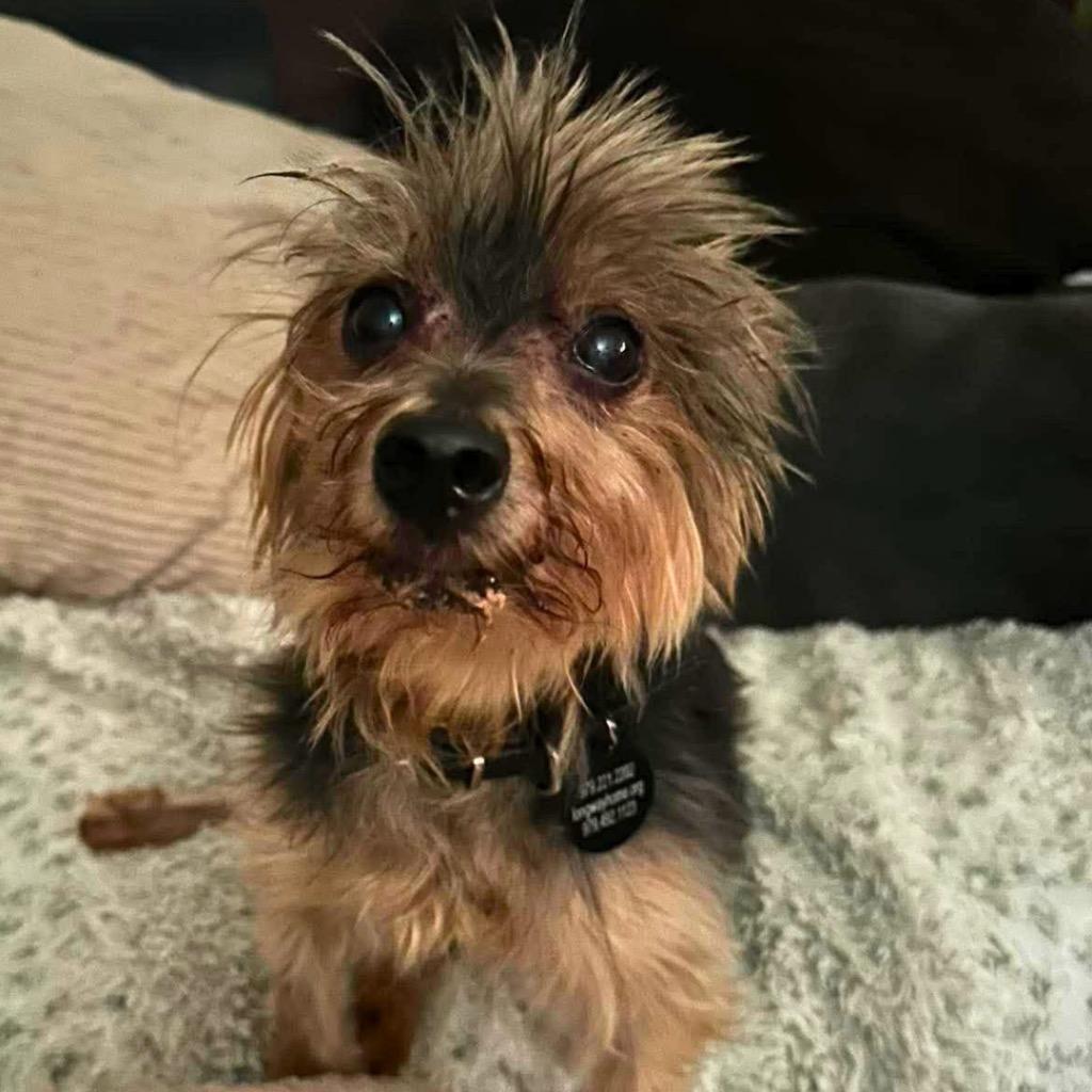 Enlarge Tabie, a Adoptable Yorkshire Terrier in Bryan, TX image 5/6