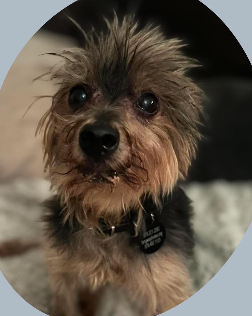 Enlarge Tabie, a Adoptable Yorkshire Terrier in Bryan, TX image 6/6