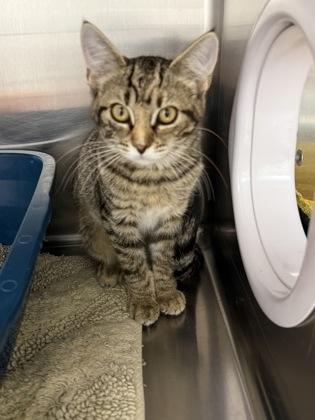 Jan, Adoptable, Kitten Female Domestic Short Hair & Domestic Short Hair.