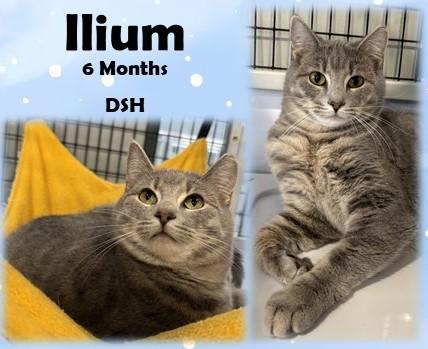 Ilium, Adoptable, Kitten Male Domestic Short Hair.