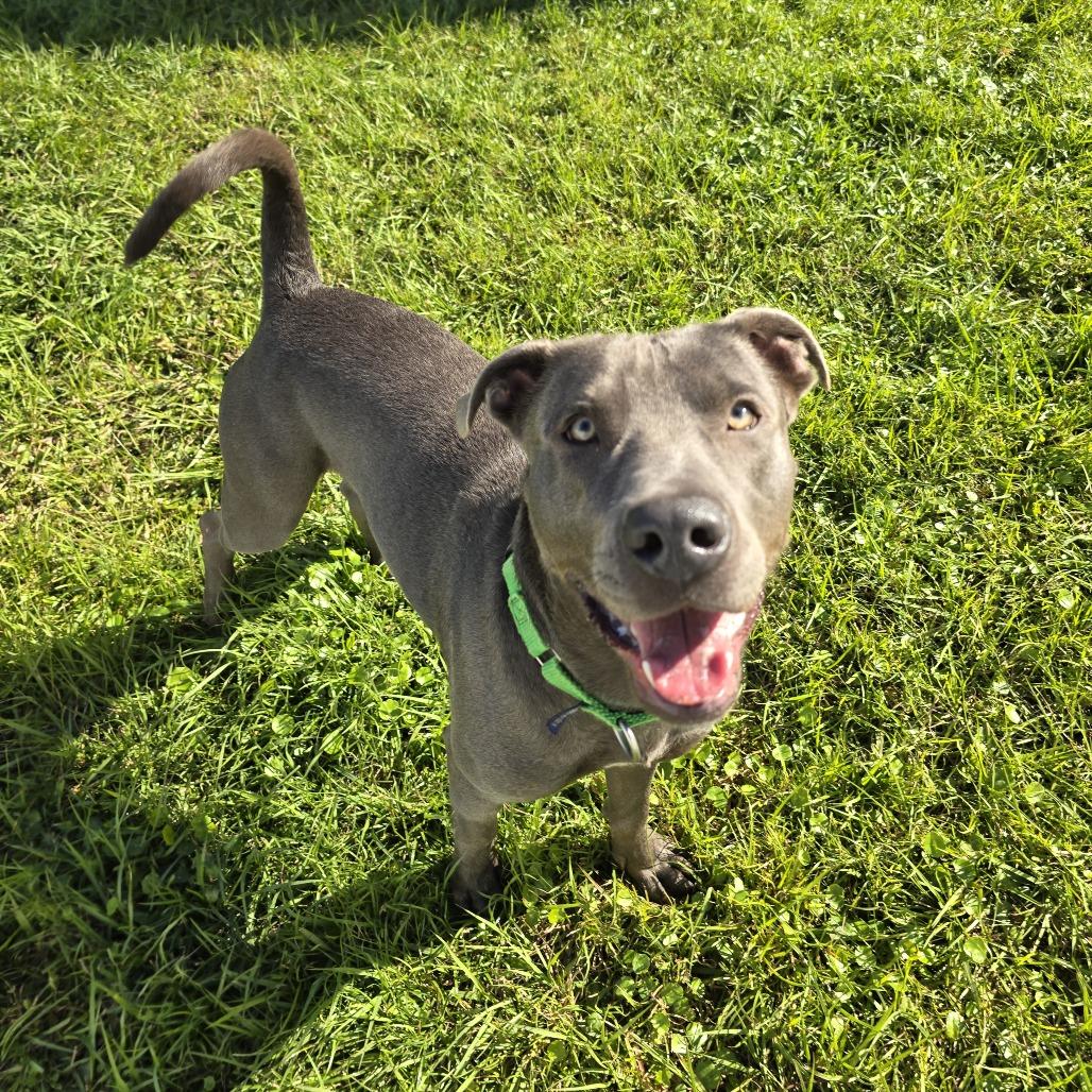 Enlarge Corinthians, a Adoptable Mixed Breed in Clearwater, FL image 1/6