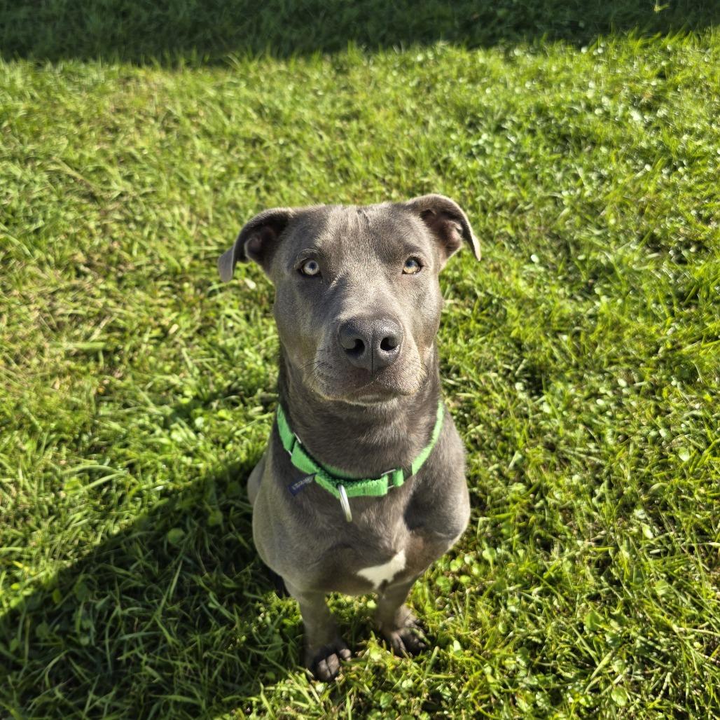 Enlarge Corinthians, a Adoptable Mixed Breed in Clearwater, FL image 2/6
