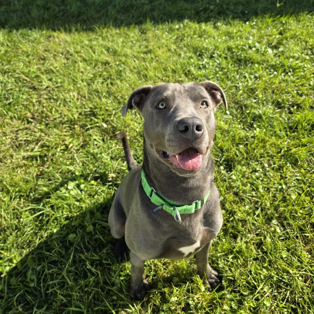 Enlarge Corinthians, a Adoptable Mixed Breed in Clearwater, FL image 3/6