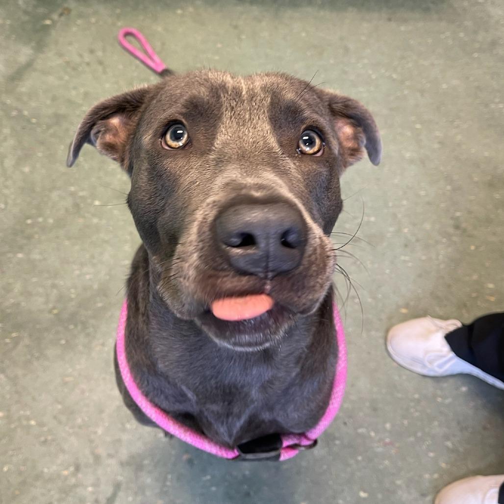 Enlarge Corinthians, a Adoptable Mixed Breed in Clearwater, FL image 4/6