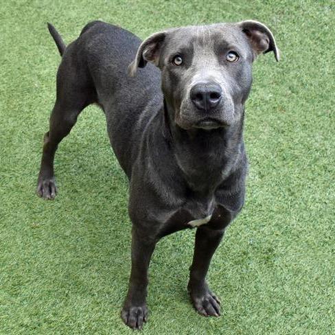 Enlarge Corinthians, a Adoptable Mixed Breed in Clearwater, FL image 5/6