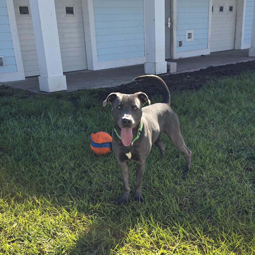 Enlarge Corinthians, a Adoptable Mixed Breed in Clearwater, FL image 6/6