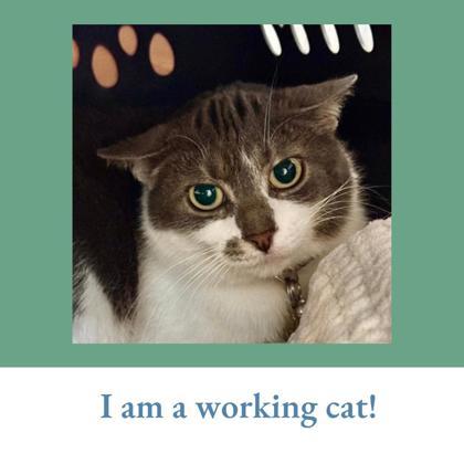 Enlarge Marge, an adopted Domestic Short Hair in Lansing, MI image 1/1