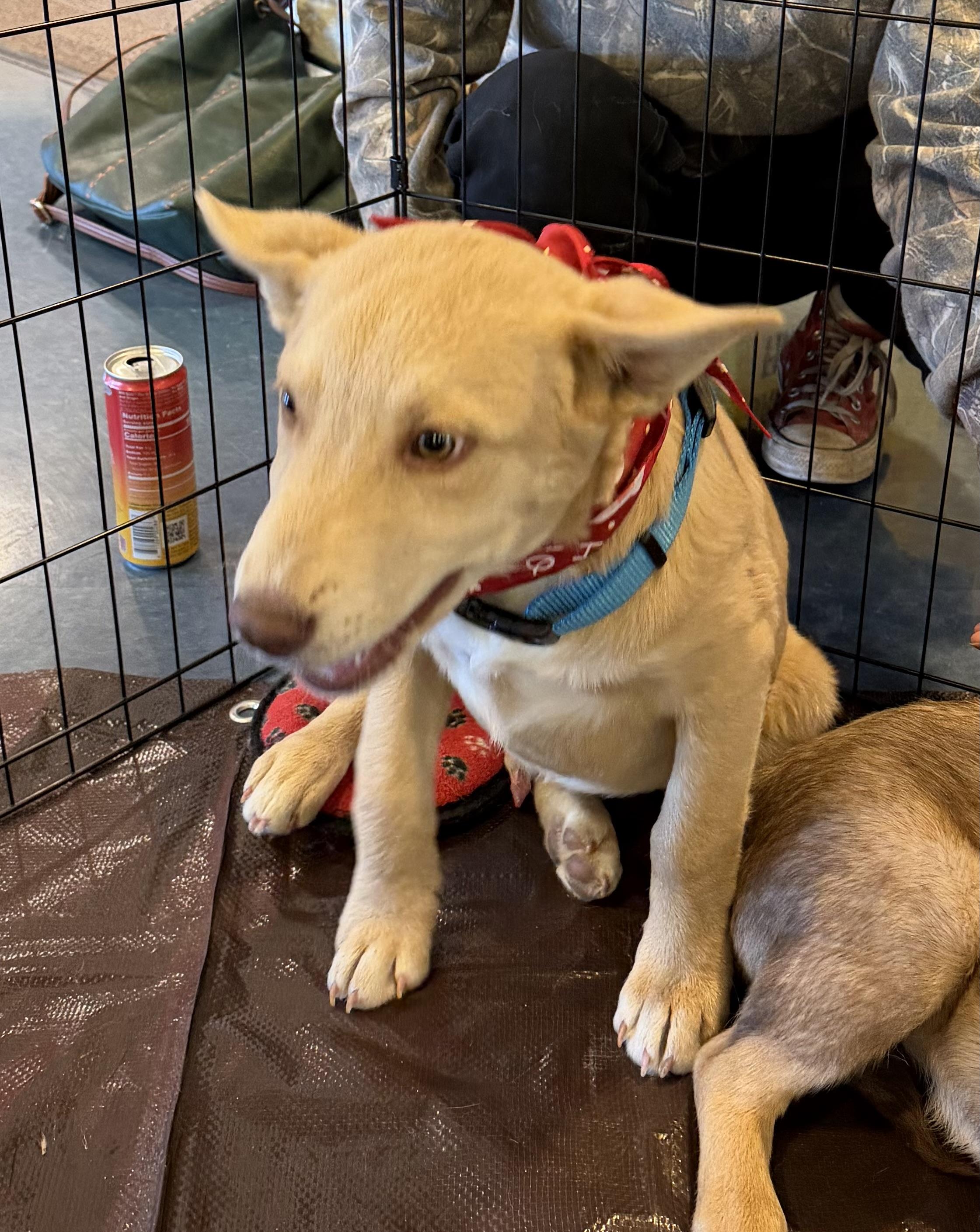 Carmello, a ADOPTABLE mixed breed in Pagosa Springs, CO image 1/3