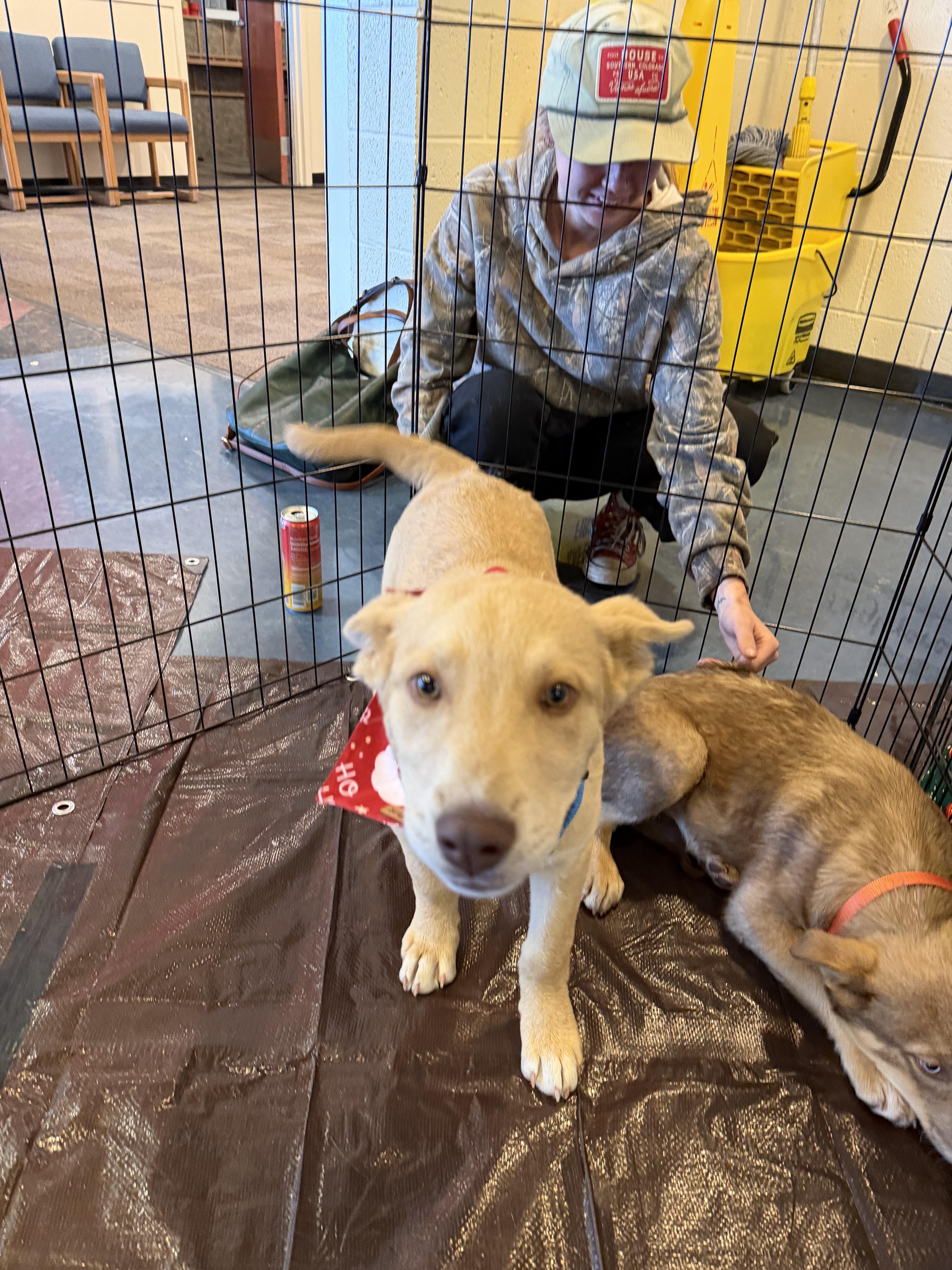 Carmello, a ADOPTABLE mixed breed in Pagosa Springs, CO image 2/3
