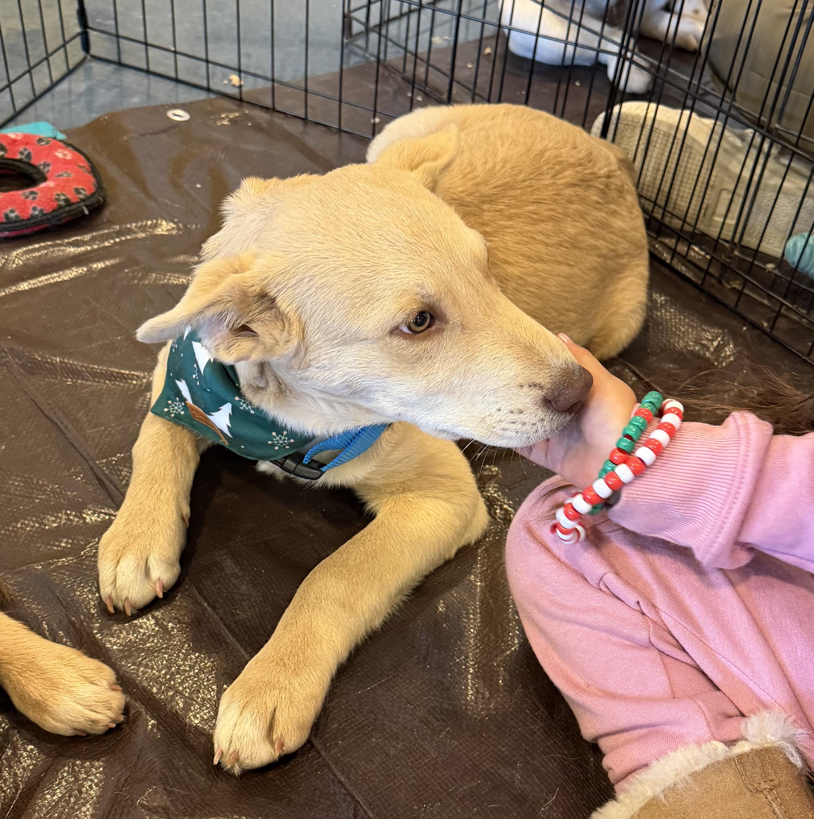 Carmello, a ADOPTABLE mixed breed in Pagosa Springs, CO image 3/3
