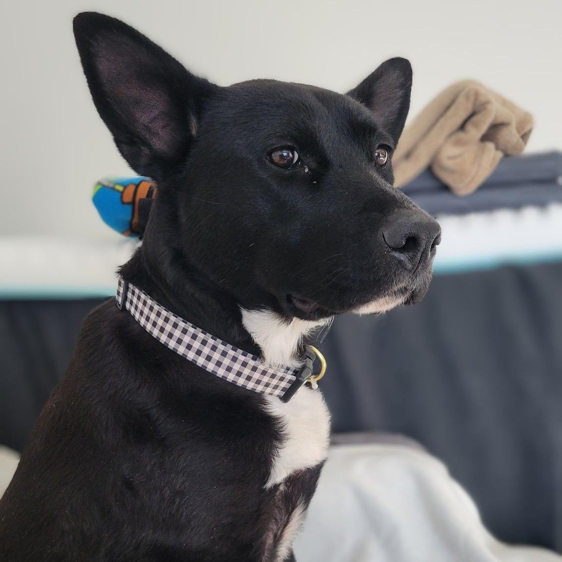 STELLA, Adopted, Adult Female German Shepherd Dog.