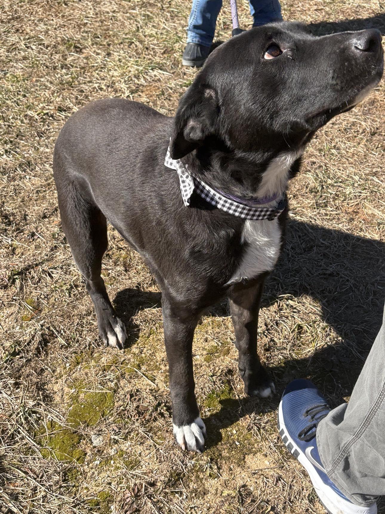 Enlarge STELLA, a Adopted mixed breed in Cedarburg, WI image 4/5