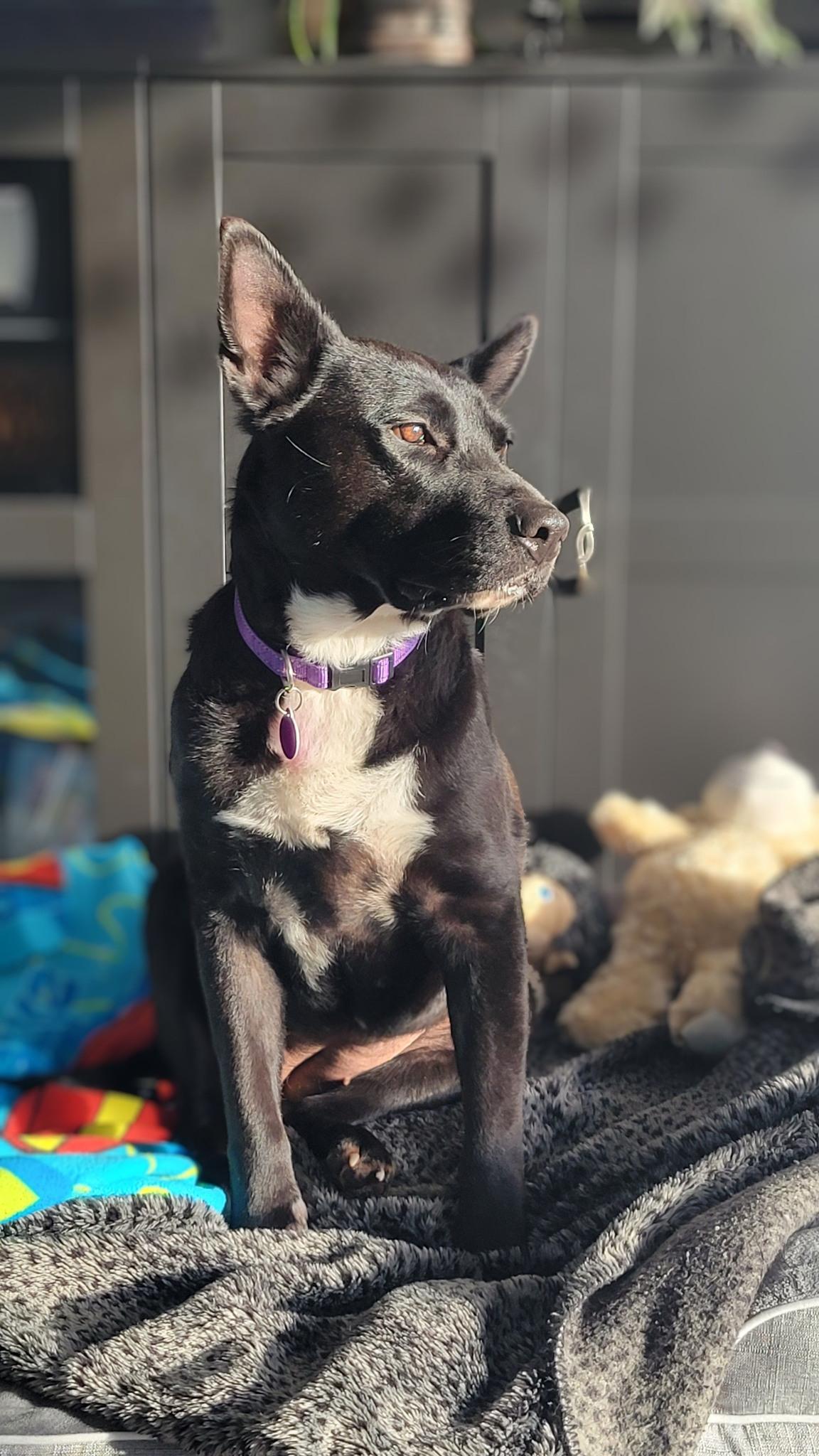 Enlarge STELLA, a Adopted mixed breed in Cedarburg, WI image 2/5