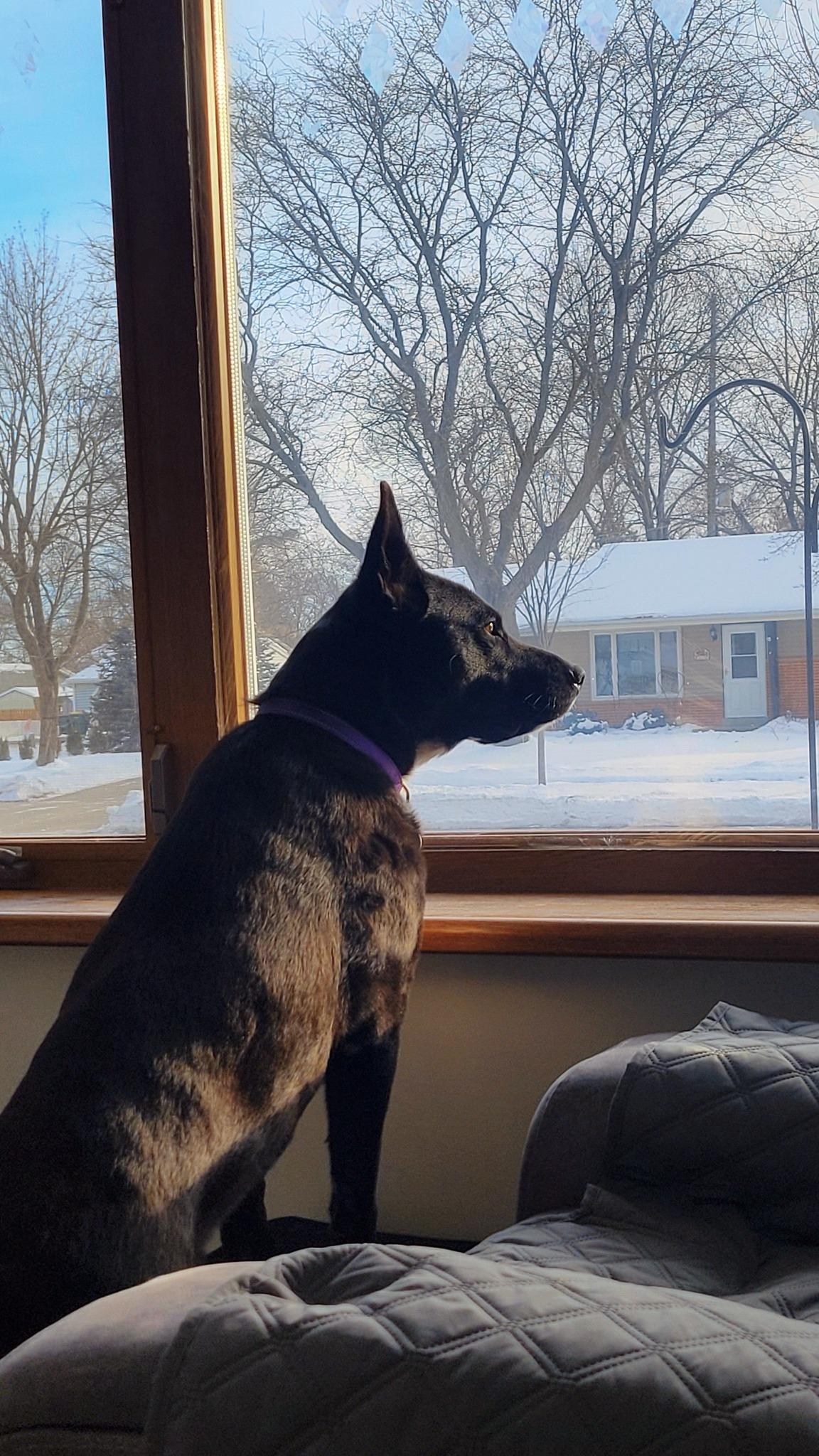 Enlarge STELLA, a Adopted mixed breed in Cedarburg, WI image 5/5