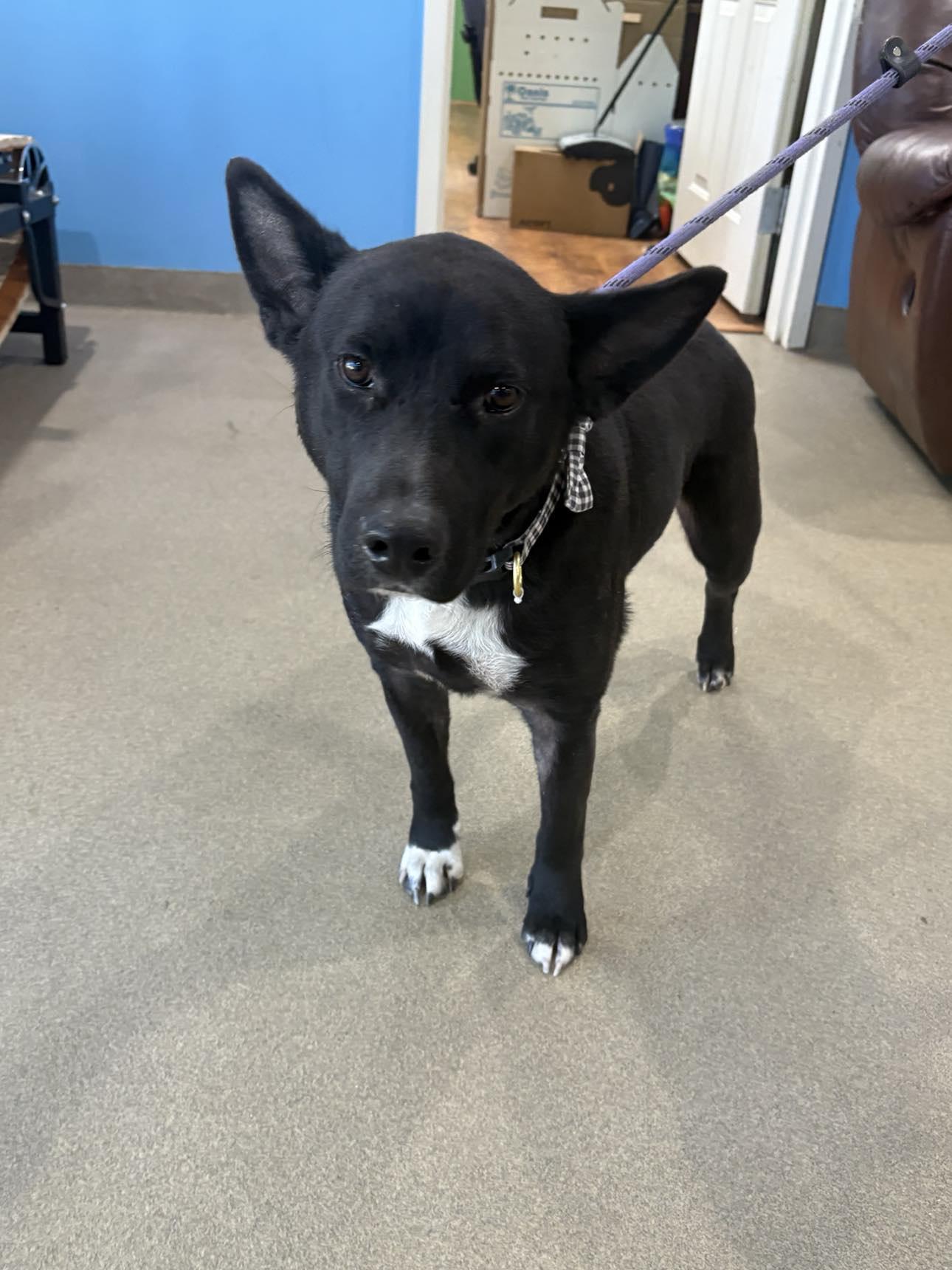 Enlarge STELLA, a Adopted mixed breed in Cedarburg, WI image 3/5