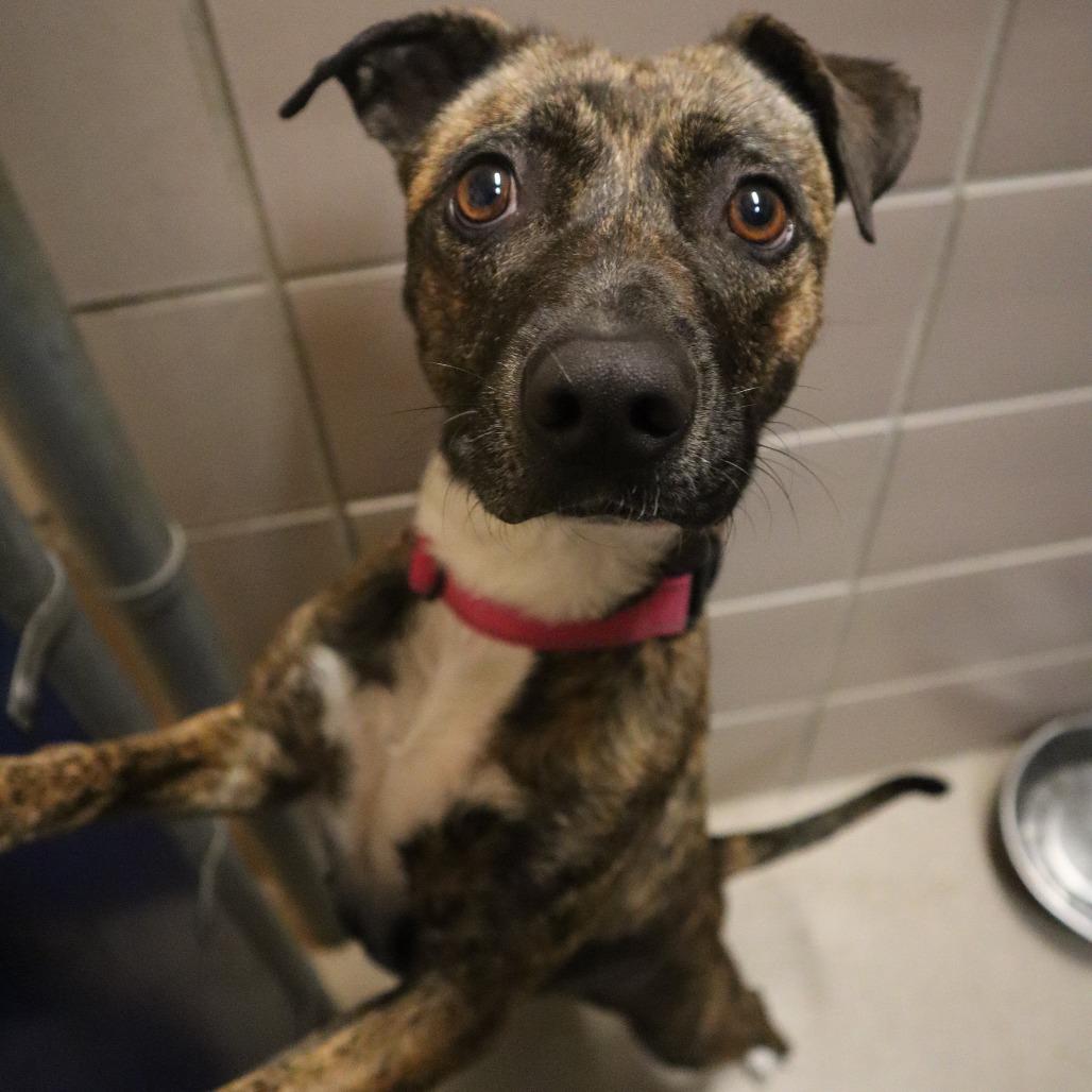 Witchie, Adoptable, Adult Female Mixed Breed.