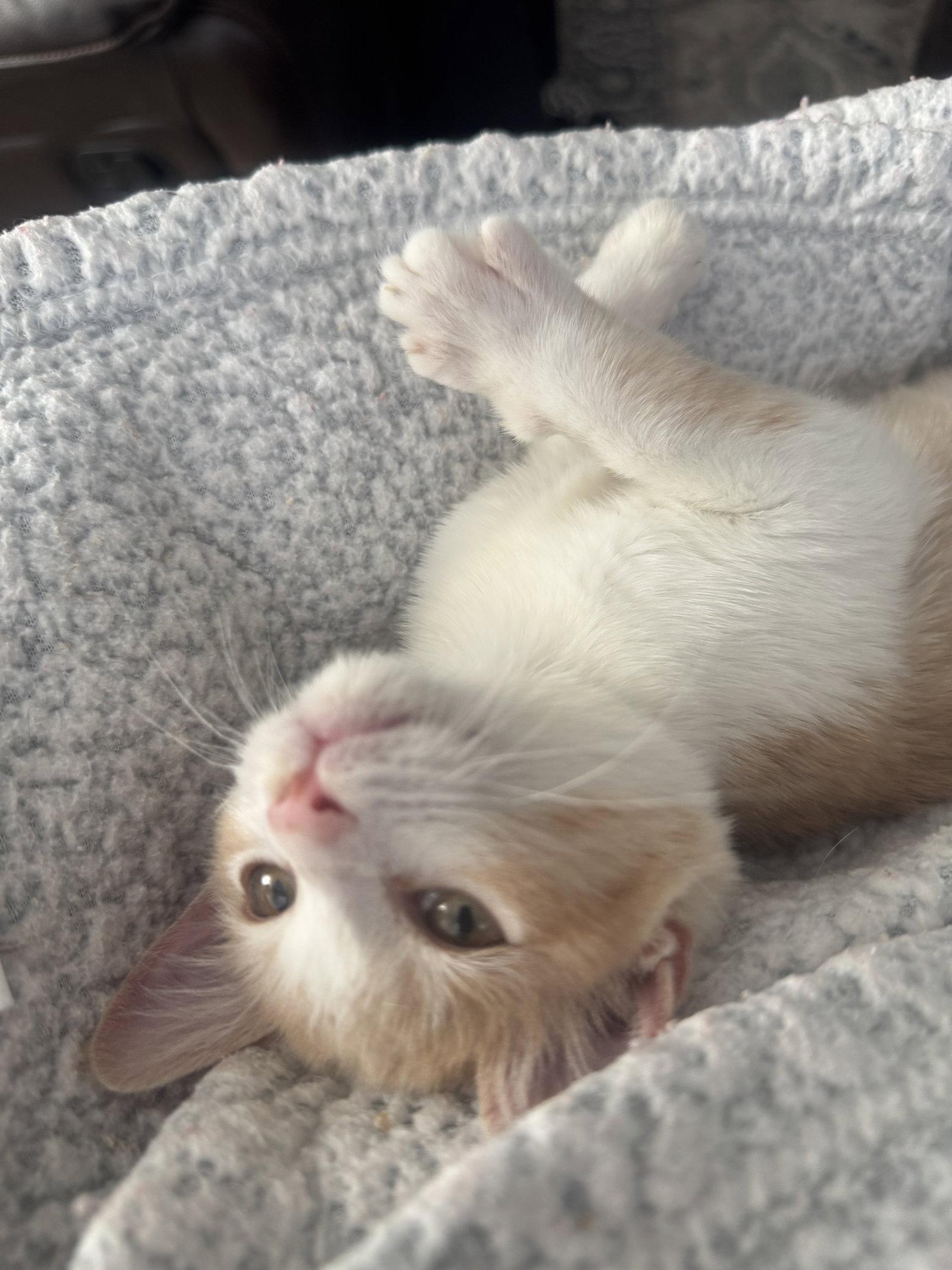 Cheeky, a Adopted mixed breed in Frisco, TX image 2/3