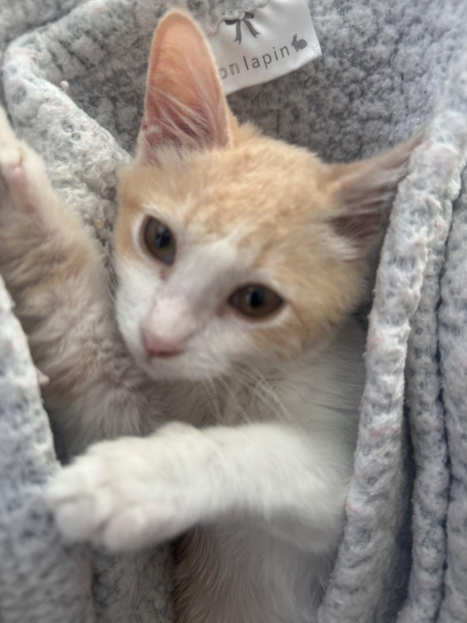 Cheeky, a Adopted mixed breed in Frisco, TX image 3/3