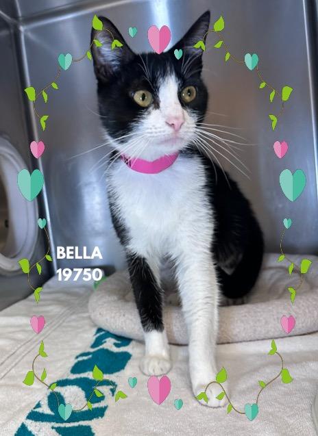 BELLA, an adopted mixed breed in Marietta, GA image 1/5