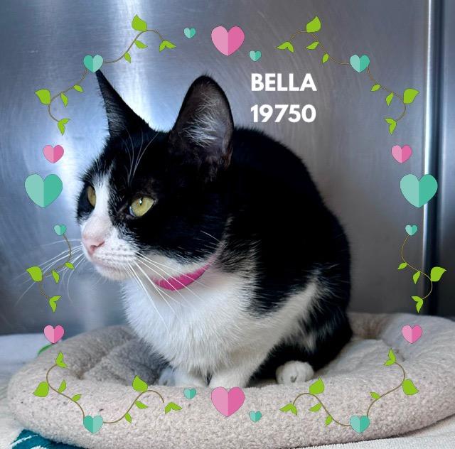 BELLA, an adopted mixed breed in Marietta, GA image 2/5
