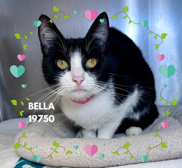BELLA, an adopted mixed breed in Marietta, GA image 5/5