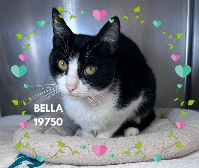 BELLA, an adopted mixed breed in Marietta, GA image 3/5