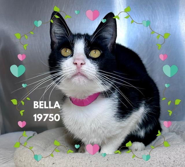 BELLA, an adopted mixed breed in Marietta, GA image 4/5