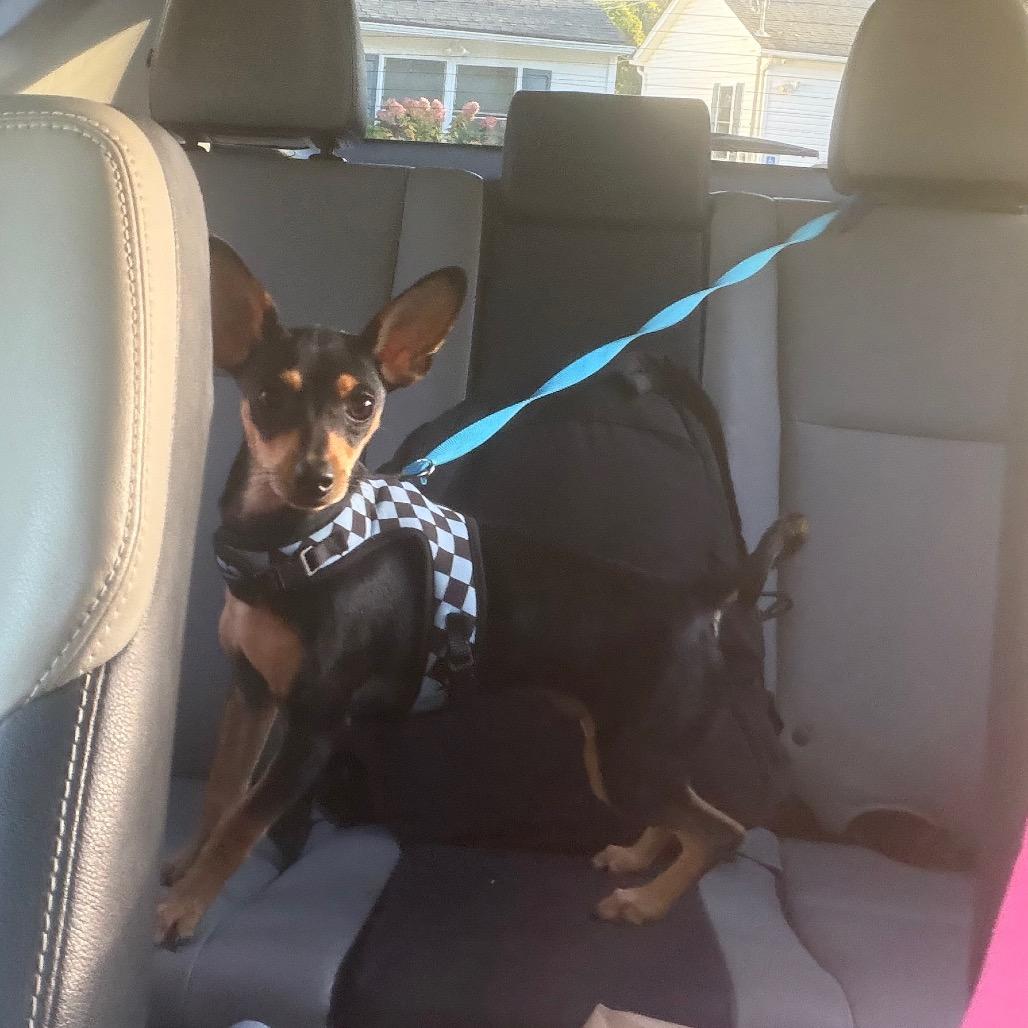 Rocky, Adoptable, Young Male Miniature Pinscher & Mixed Breed.