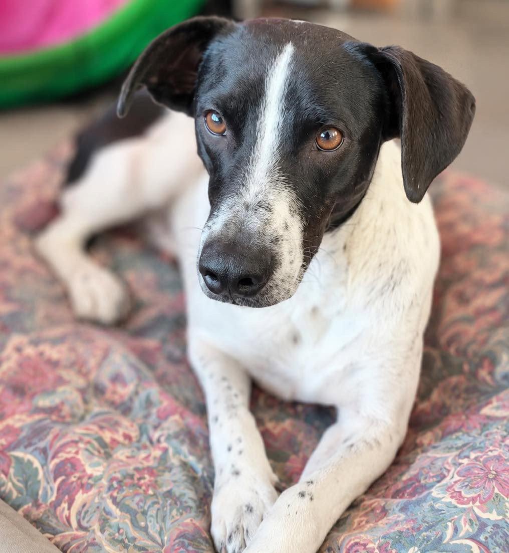 Captain, Adoptable, Adult Male German Shorthaired Pointer.