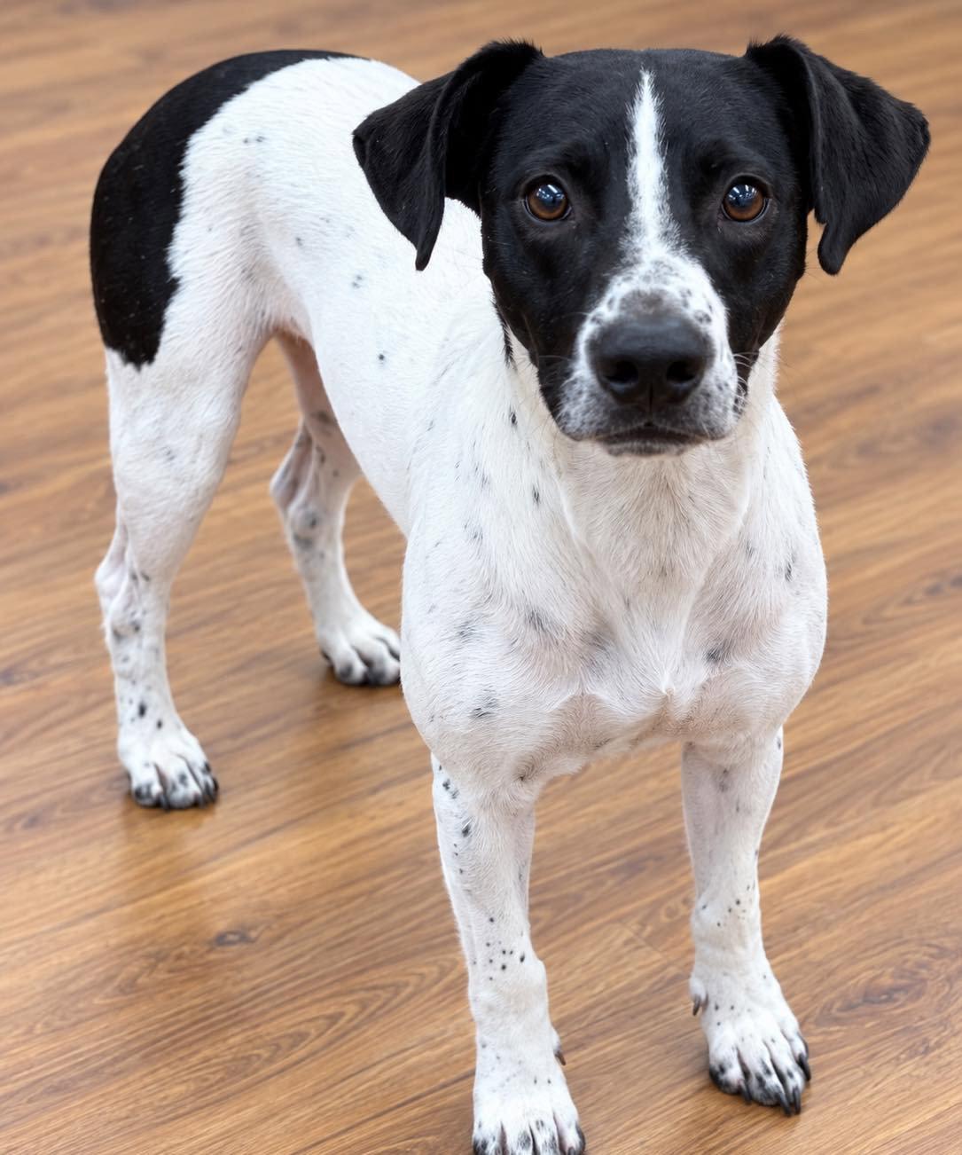 Enlarge Captain, a Adoptable German Shorthaired Pointer in Grand Bay, AL image 2/2