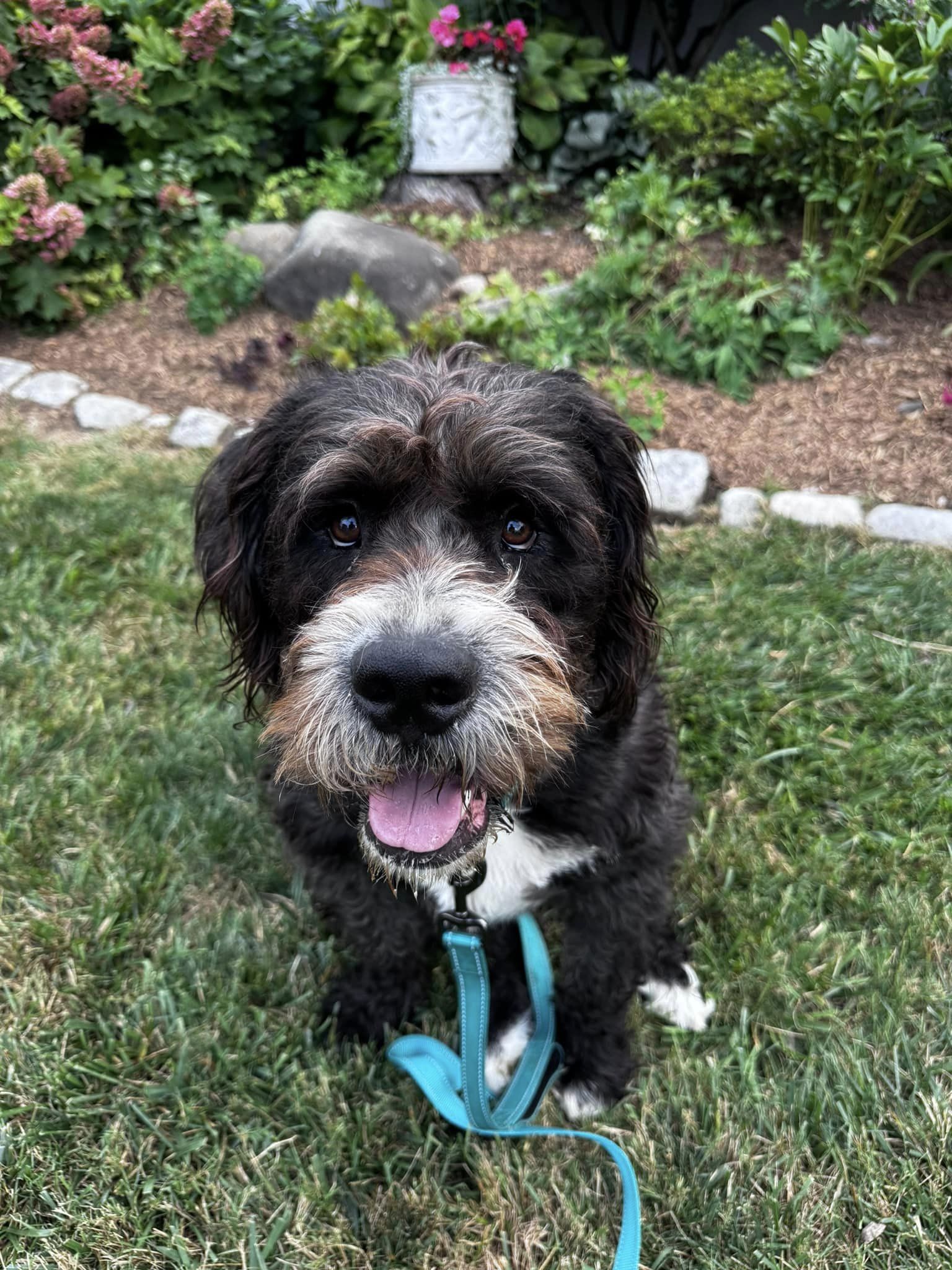 Enlarge Snoop Dogg, a Adoptable mixed breed in Torrington, CT image 2/6