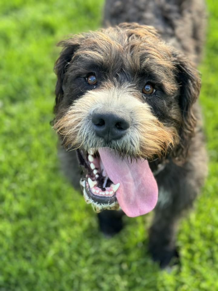 Snoop Dogg, Adoptable, Adult Male Pit Bull Terrier & Poodle.