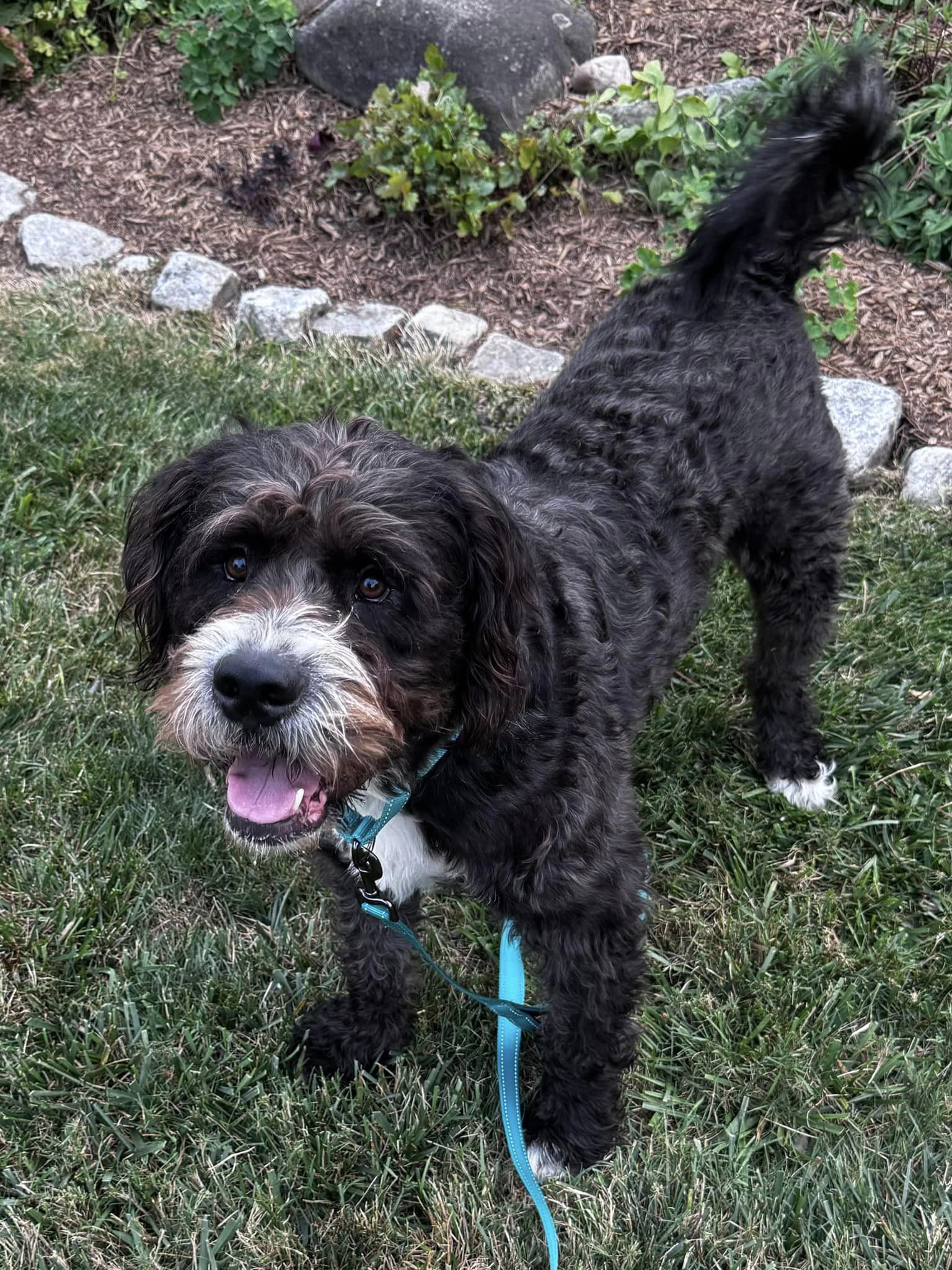Enlarge Snoop Dogg, a Adoptable mixed breed in Torrington, CT image 3/6