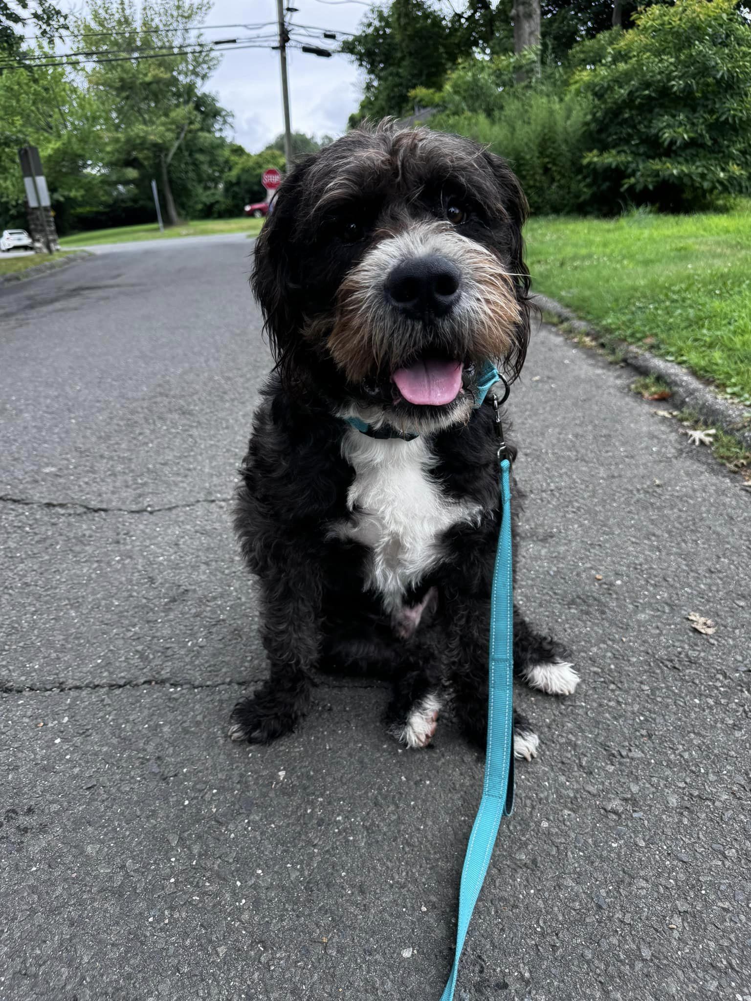 Enlarge Snoop Dogg, a Adoptable mixed breed in Torrington, CT image 4/6