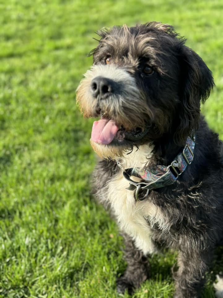 Enlarge Snoop Dogg, a Adoptable mixed breed in Torrington, CT image 5/6