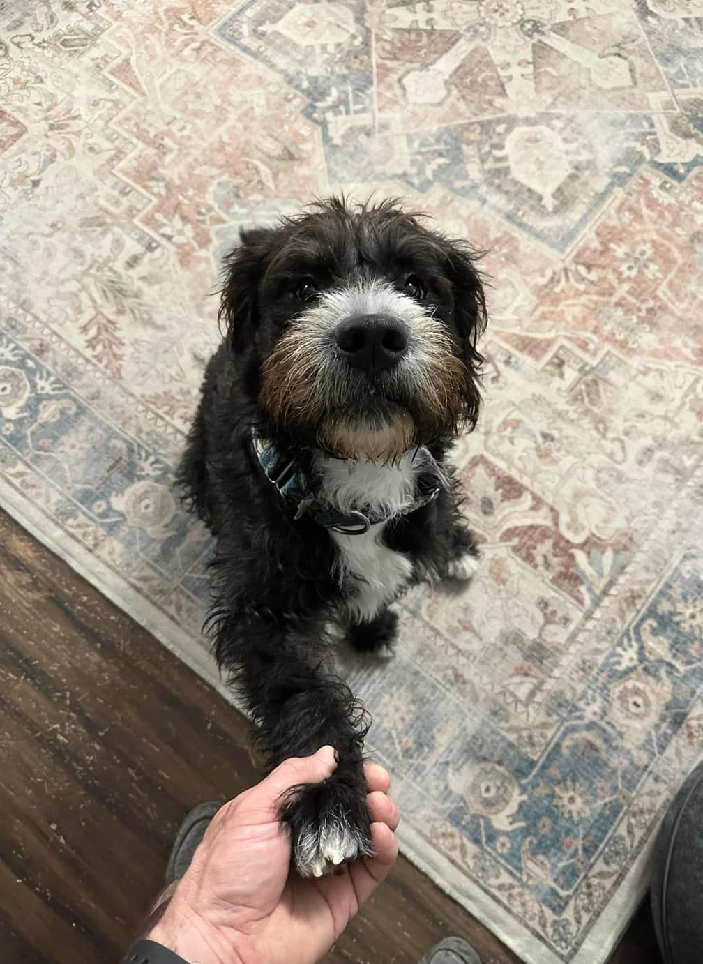 Enlarge Snoop Dogg, a Adoptable mixed breed in Torrington, CT image 6/6