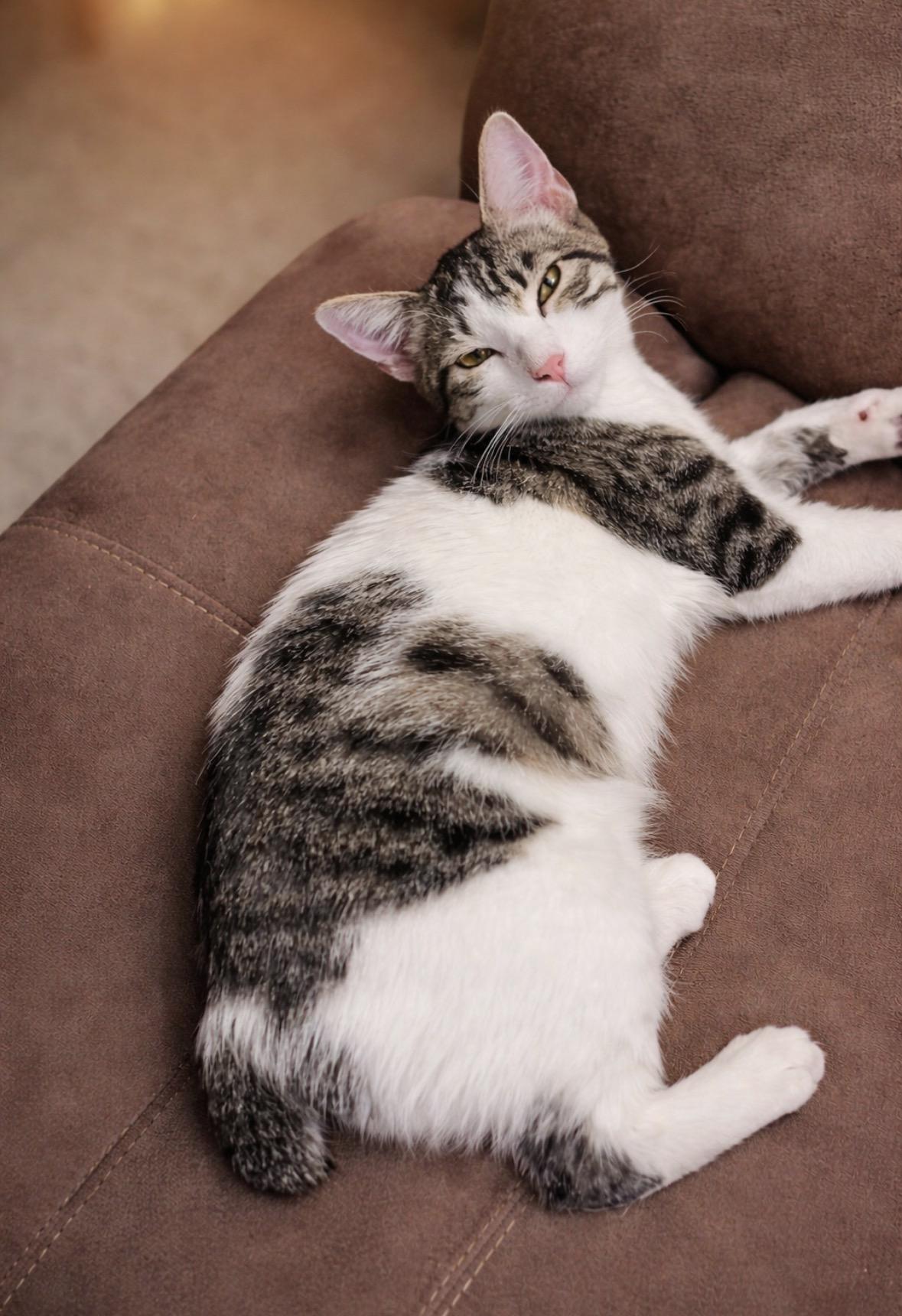 Enlarge Darla, an adopted Manx in Enfield , CT image 2/6