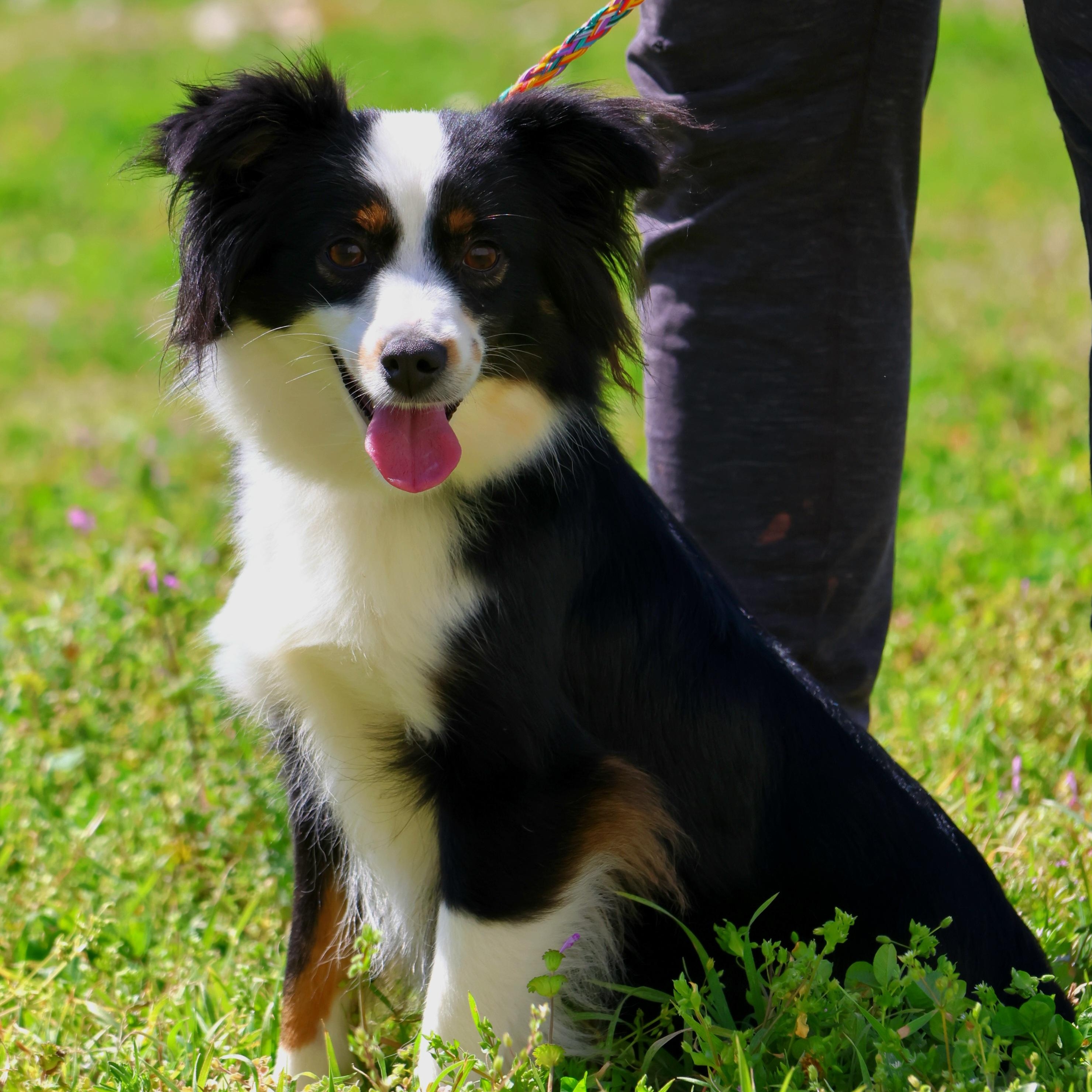 Winnie, ADOPTABLE, Adult Female Border Collie.