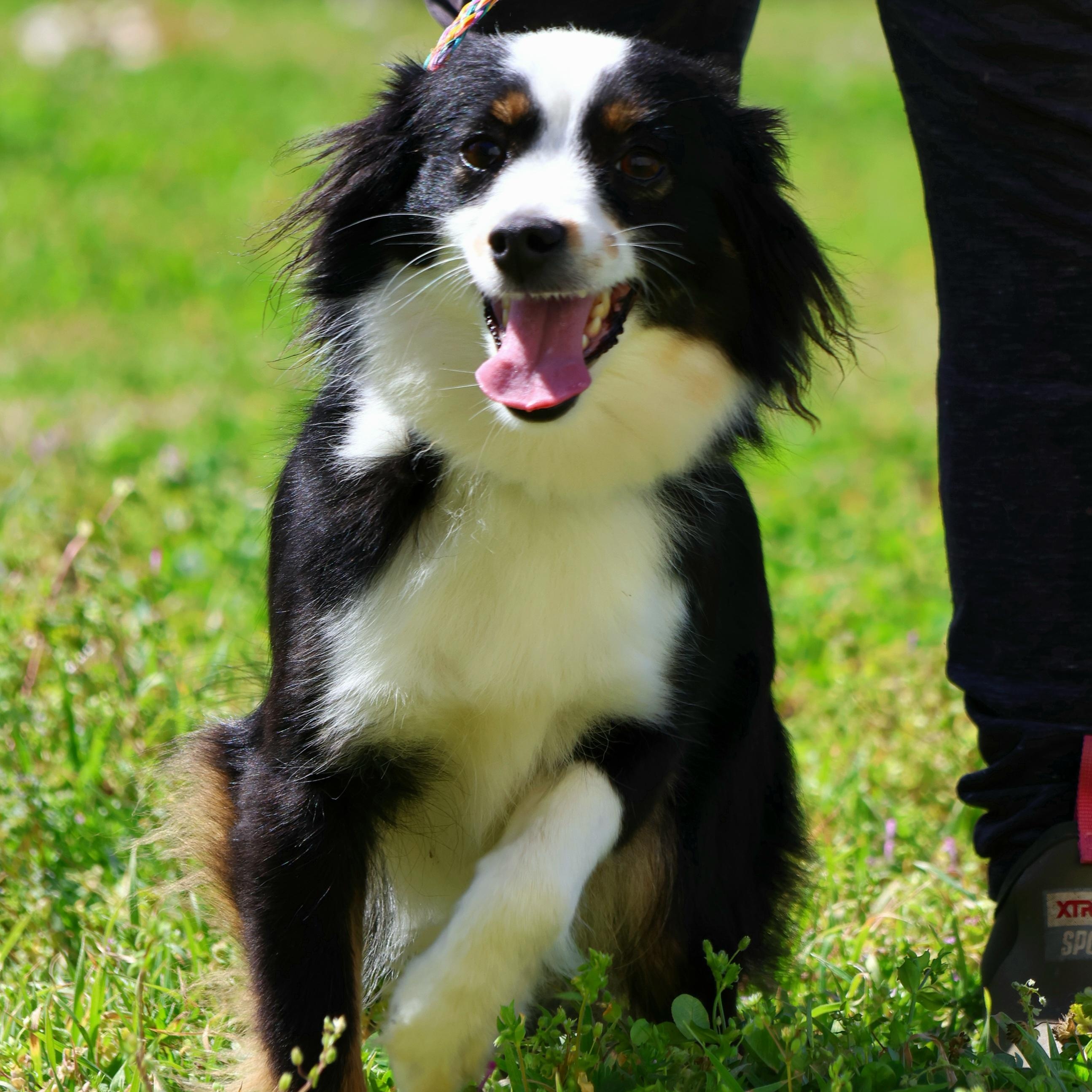 Enlarge Winnie, a ADOPTABLE mixed breed in Vicksburg, MS image 2/2
