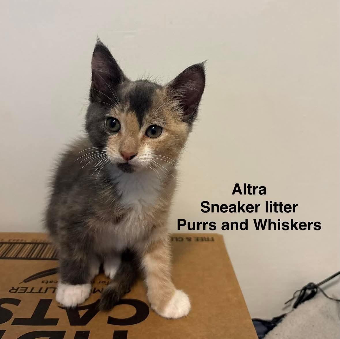 Enlarge Altra, a Adoptable Domestic Short Hair in New Hartford, NY image 1/1