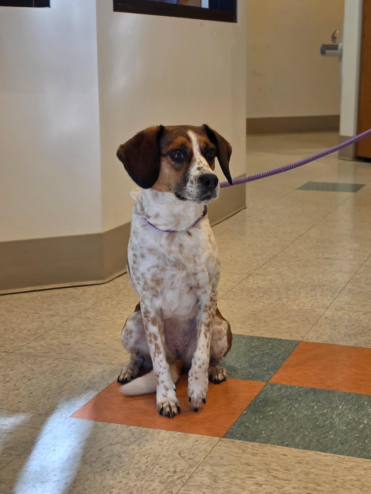 Mia, Adopted, Adult Female Beagle & Treeing Walker Coonhound.