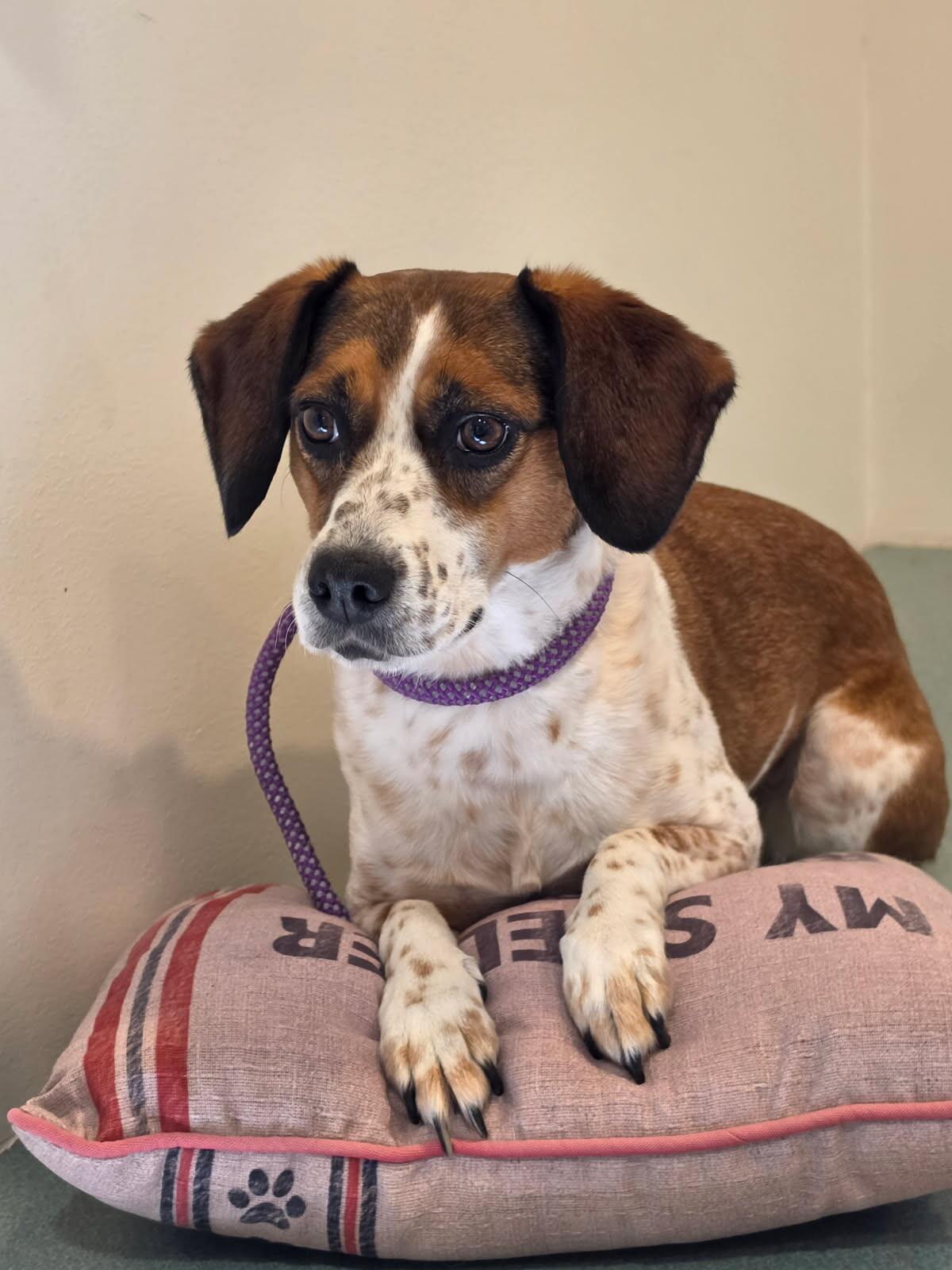 Enlarge Mia, a Adopted mixed breed in Bluffton, IN image 2/5