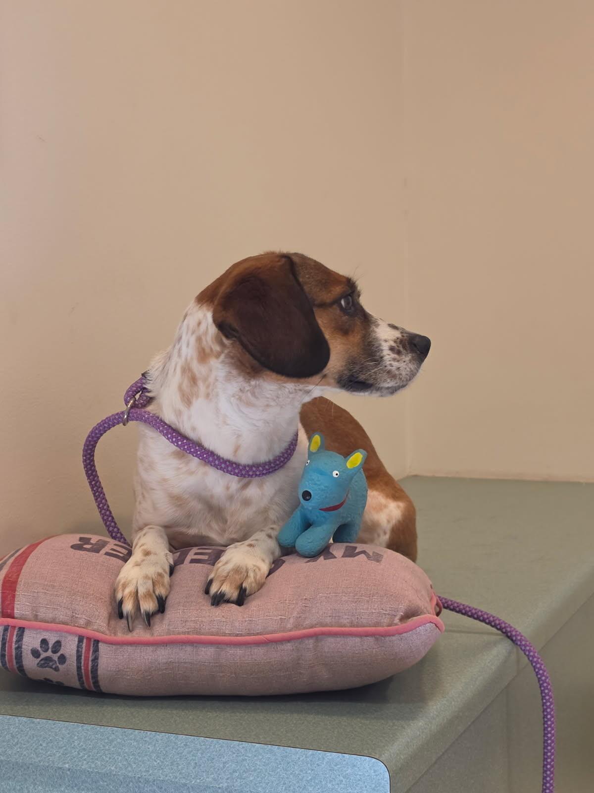 Enlarge Mia, a Adopted mixed breed in Bluffton, IN image 3/5