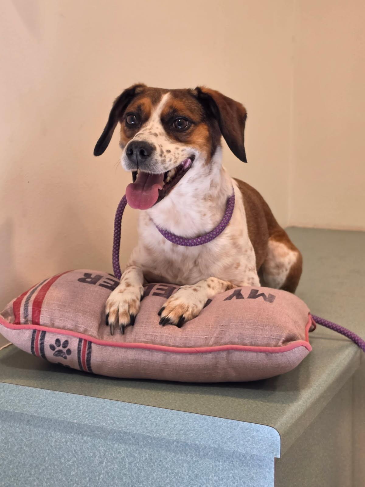 Enlarge Mia, a Adopted mixed breed in Bluffton, IN image 4/5