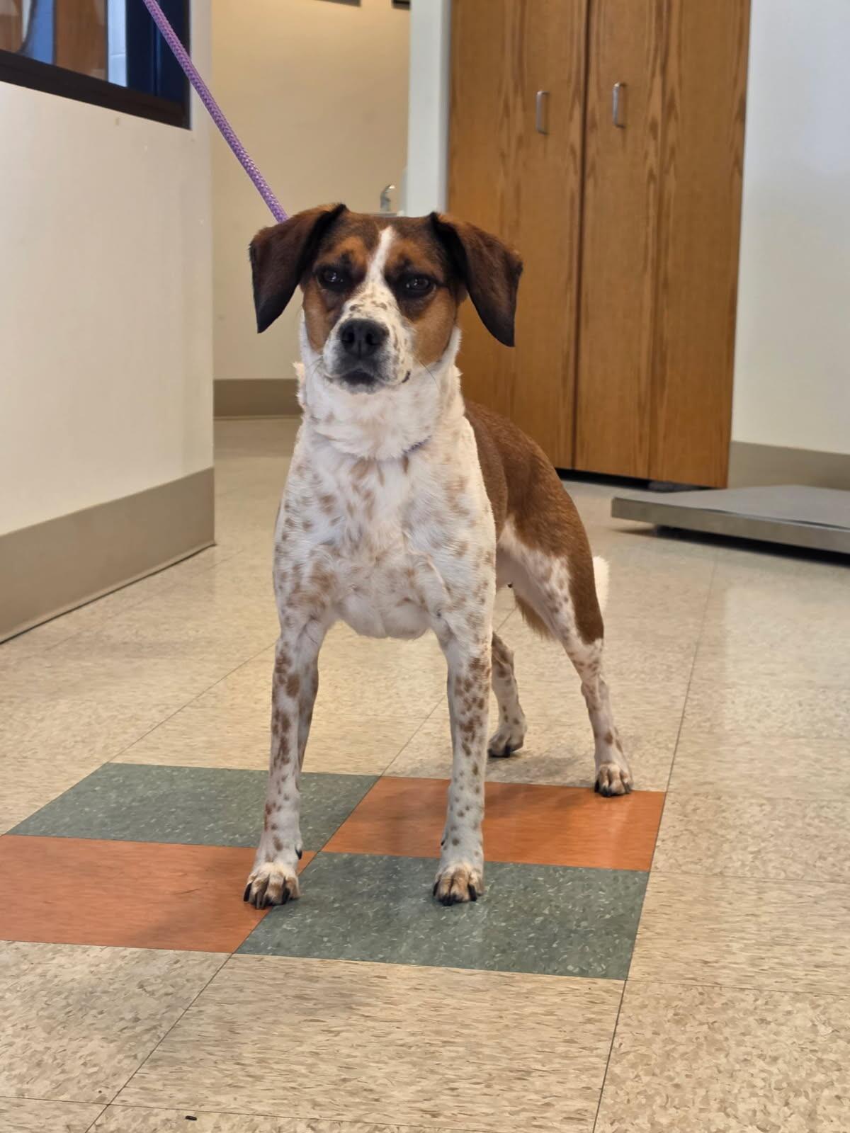Enlarge Mia, a Adopted mixed breed in Bluffton, IN image 5/5