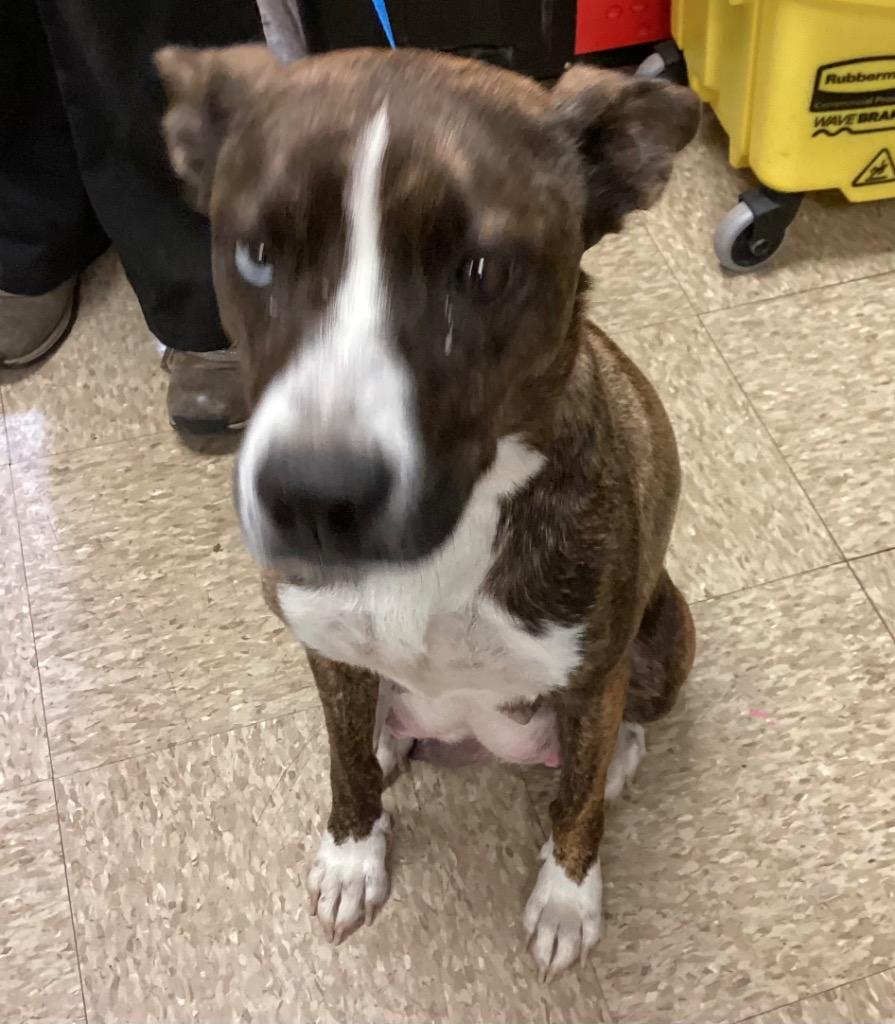 Kiwi, Adoptable, Adult Female Australian Cattle Dog / Blue Heeler & Plott Hound.