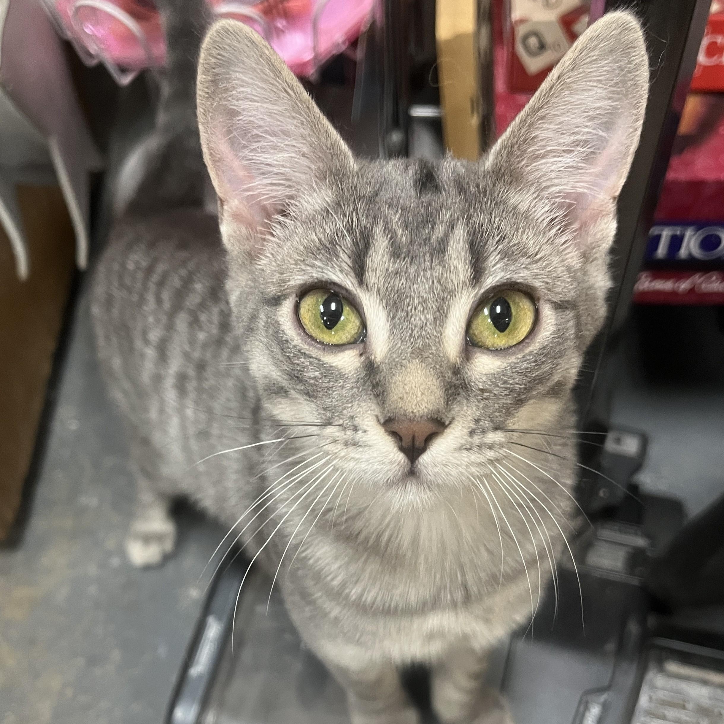 Scamp, Adoptable, Kitten Female Domestic Short Hair.